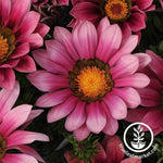 Gazania New Day Series Pink Shades Seed