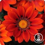 Gazania New Day Series Red Shades Seed