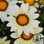 Gazania New Day Series White Seed