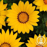 Gazania New Day Series Yellow Seed