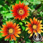 Gazania New Day Series Bronze Shades Seed