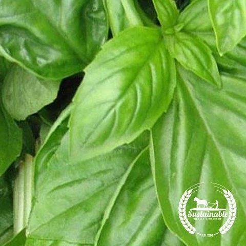 Basil Seeds - Genovese - Organic