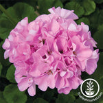 Geranium Maverick Series Quicksilver Seed