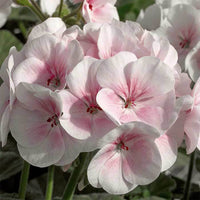 Geranium Maverick Series Appleblossom Seed