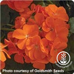 Geranium Maverick Series Orange Seed