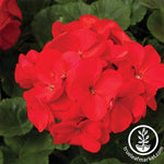 Geranium Maverick Series Red Seed