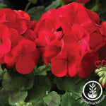 Geranium Maverick Series Scarlet Seed