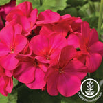 Geranium Maverick Series Violet Seed