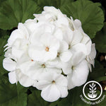 Geranium Maverick Series White Seed