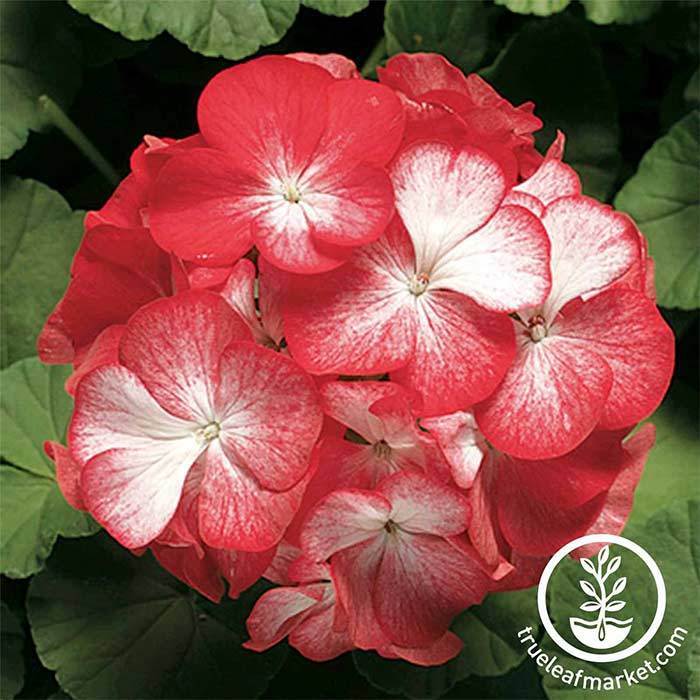 Geranium Pinto Premium Series Bi-color Seed