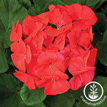 Geranium Pinto Premium Series Coral Seed