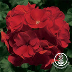 Geranium Pinto Premium Series Deep Red Seed