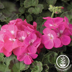 Geranium Pinto Premium Series Deep Rose Seed