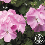 Geranium Pinto Premium Series Lavender Flower Seed