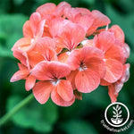 Geranium Pinto Premium Series Salmon Seed