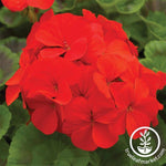 Geranium Pinto Premium Series Scarlet Seed