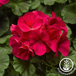 Geranium Pinto Premium Series Violet Seed