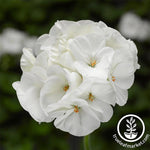 Geranium Pinto Premium Series White Seed