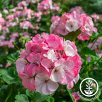 Geranium Pinto Premium Series White to Rose Seed