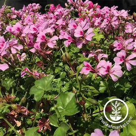 Geranium Tornado Series Mix Flower Seed