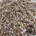 German Golden Millet Seeds