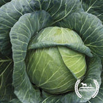 Organic Golden Acre Cabbage Seeds