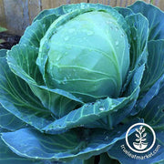 Need help finding the best cabbage seeds for your needs? Take this short quiz and we will help you choose the best cabbage seeds. Be sure to hover over the <tool tip image> for important notes on each option.