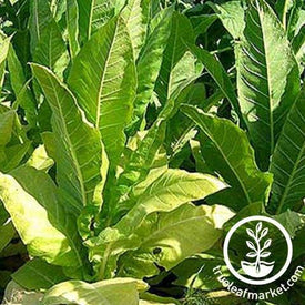 Golden Burley Tobacco Seeds