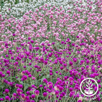 Gomphrena Gnome Series Mix Seed