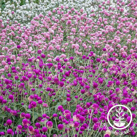 Gomphrena Gnome Series Mix Seed