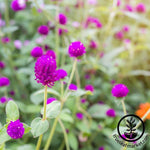 Gomphrena Gnome Series Purple Seed