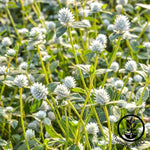 Gomphrena Gnome Series White Seed