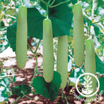 big green sausage gourd seeds