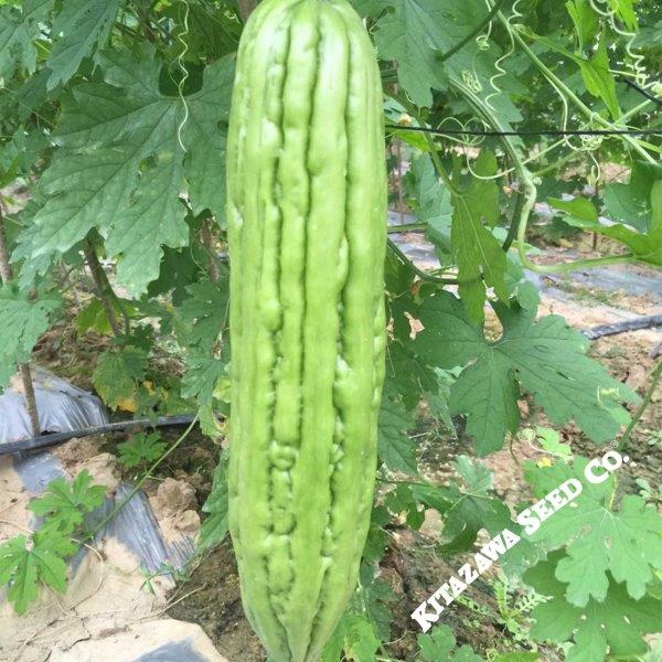 Gourd Seeds - Bitter Green - Hybrid