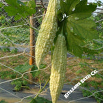 Gourd Seeds - White - Hybrid