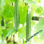 Gourd Seeds - Buab Khom - Hybrid