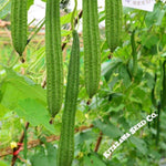 Gourd Seeds - Buab Moom - Hybrid