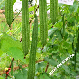 Gourd Seeds - Buab Moom - Hybrid