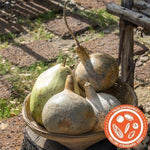 Corsican Gourd