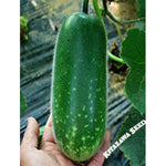 Gourd Seeds - Fong Show - Hybrid