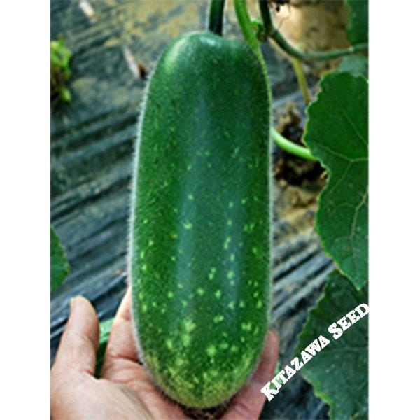 Gourd Seeds - Fong Show - Hybrid