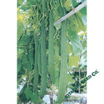 Gourd Seeds - Bonanza