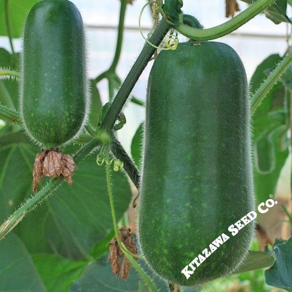 Gourd Seeds - New Jang Sin - Hybrid