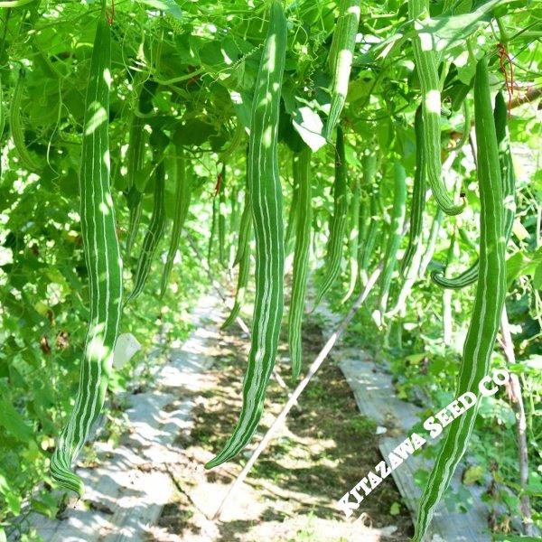 Gourd Seeds - Snake - Hybrid