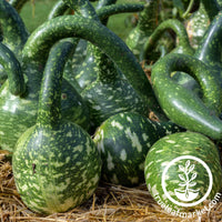 speckled swan gourd