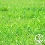 Grass Blend - Irrigated Pasture Mix - Meadow Cover