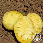 Tomato - Great White Garden Seed