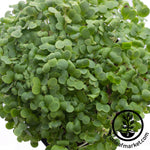 close up cabbage micro greens