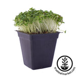 cabbage microgreens white background