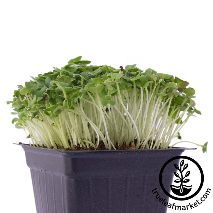 How to Grow Cress Microgreens Fast and Easy 